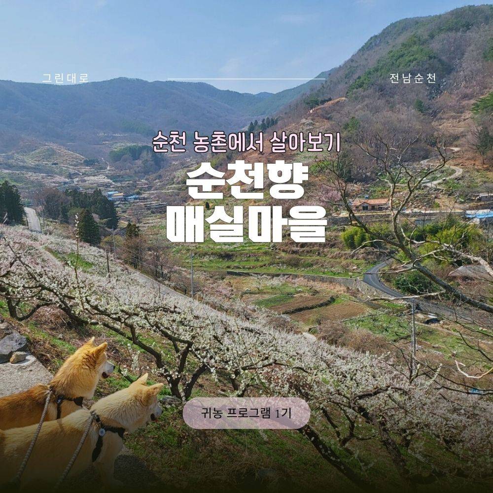 순천향매실마을 살아보기 1기 (농촌살아보기)-썸네일-0
