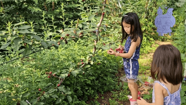 #9 한국 경남 함양 한달 살기 - 채리가 체리원에 가다-7