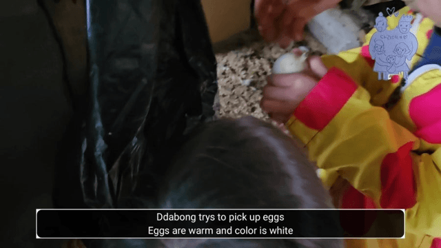 #10 한국 함양에서 한달살기 -다리미 닭농장에 가다-4