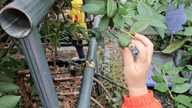 #14 [한국 함양 한달 살기] 블루베리 피킹-2