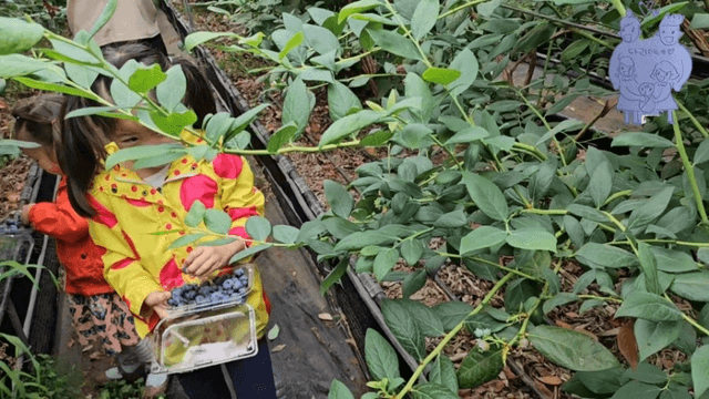 #14 [한국 함양 한달 살기] 블루베리 피킹-6