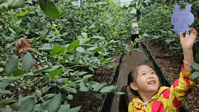 #14 [한국 함양 한달 살기] 블루베리 피킹-8