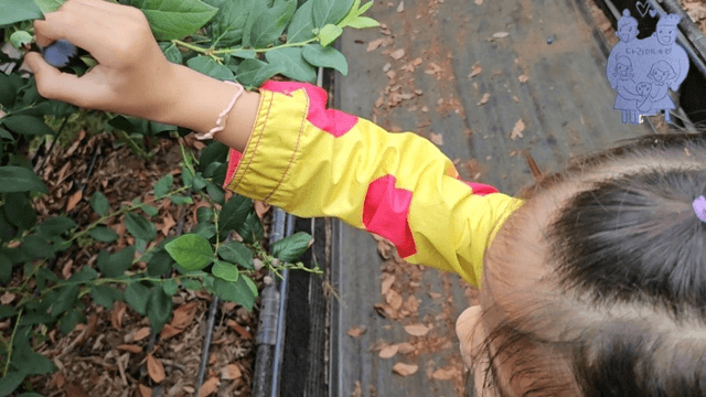 #14 [한국 함양 한달 살기] 블루베리 피킹-10