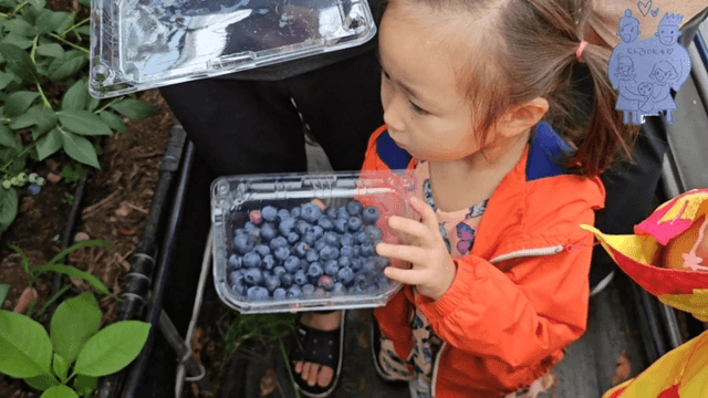 #14 [한국 함양 한달 살기] 블루베리 피킹-12