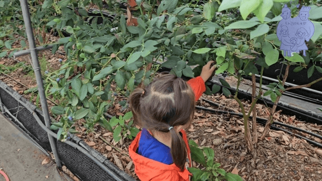 #14 [한국 함양 한달 살기] 블루베리 피킹-13