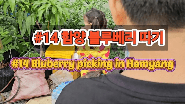 #14 [한국 함양 한달 살기] 블루베리 피킹-0