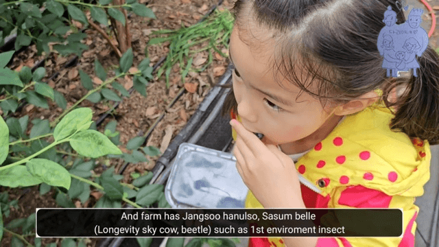 #14 [한국 함양 한달 살기] 블루베리 피킹-14