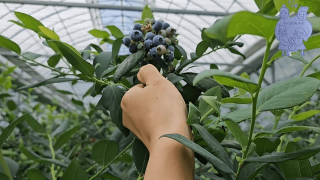 #14 [한국 함양 한달 살기] 블루베리 피킹-3