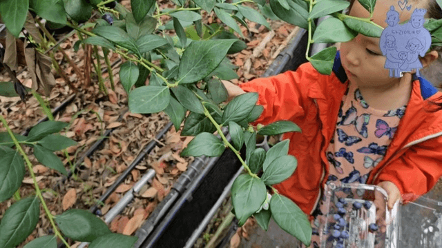 #14 [한국 함양 한달 살기] 블루베리 피킹-4