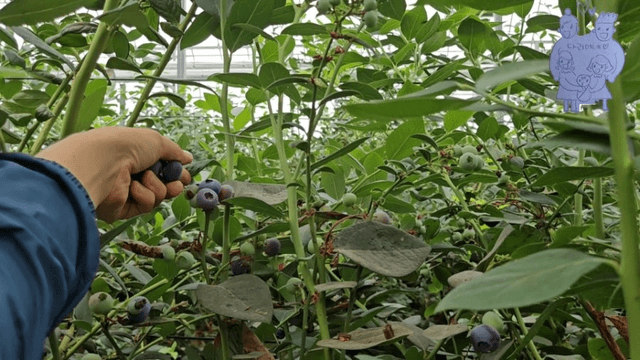 #14 [한국 함양 한달 살기] 블루베리 피킹-5