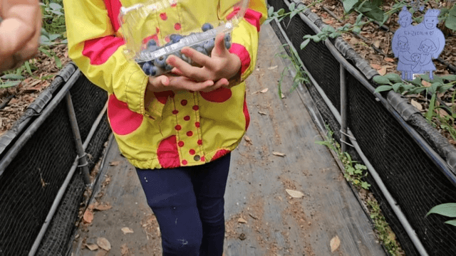 #14 [한국 함양 한달 살기] 블루베리 피킹-7