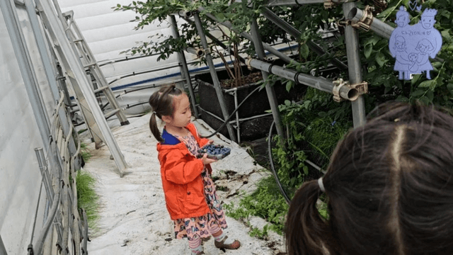 #14 [한국 함양 한달 살기] 블루베리 피킹-11