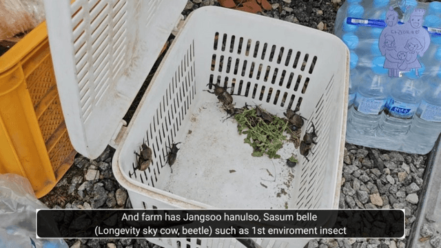 #14 [한국 함양 한달 살기] 블루베리 피킹-16