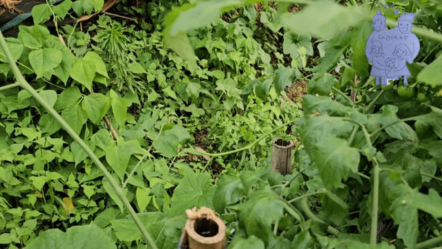 #18 [함양 한달살기] 다리미 할머니 밭에 가다-2