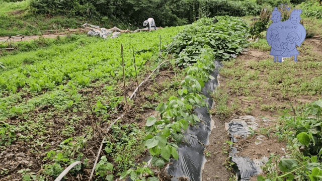#18 [함양 한달살기] 다리미 할머니 밭에 가다-7