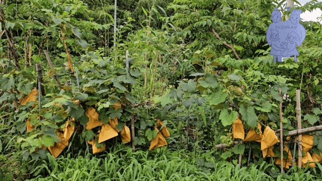 #18 [함양 한달살기] 다리미 할머니 밭에 가다-8