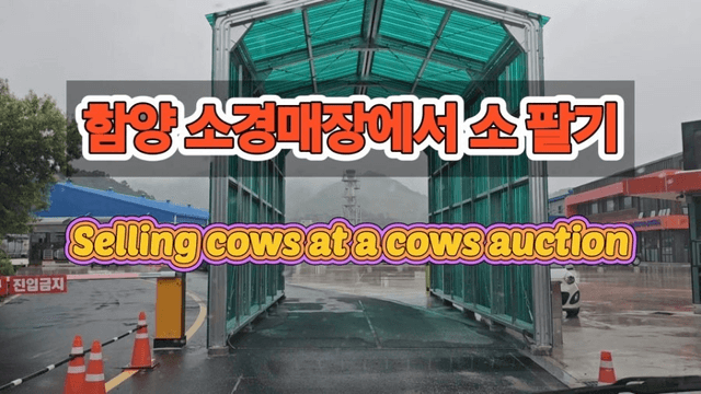 #29 [함양 한 달 살기] 함양 우시장 경매를 체험하다-0