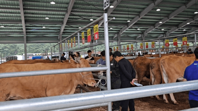 #29 [함양 한 달 살기] 함양 우시장 경매를 체험하다-1