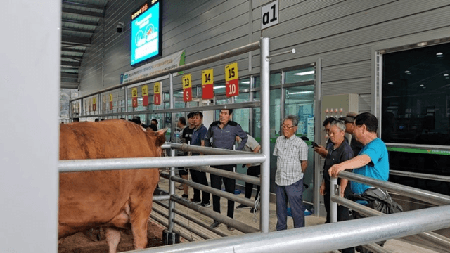 #29 [함양 한 달 살기] 함양 우시장 경매를 체험하다-2