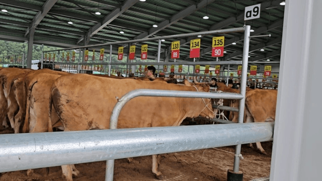 #29 [함양 한 달 살기] 함양 우시장 경매를 체험하다-3