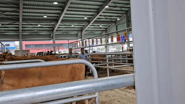 #29 [함양 한 달 살기] 함양 우시장 경매를 체험하다-4