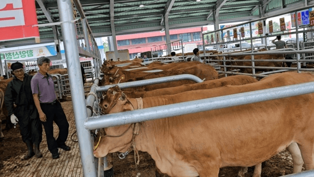 #29 [함양 한 달 살기] 함양 우시장 경매를 체험하다-6