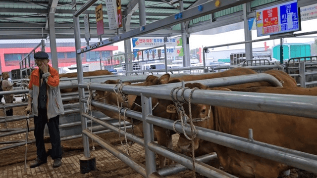 #29 [함양 한 달 살기] 함양 우시장 경매를 체험하다-7