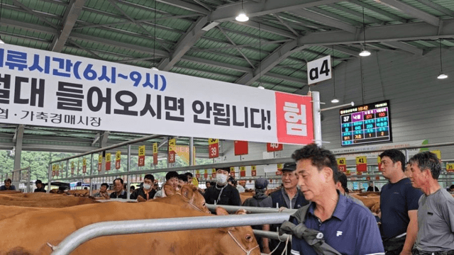 #29 [함양 한 달 살기] 함양 우시장 경매를 체험하다-8