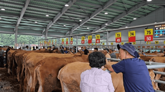 #29 [함양 한 달 살기] 함양 우시장 경매를 체험하다-9