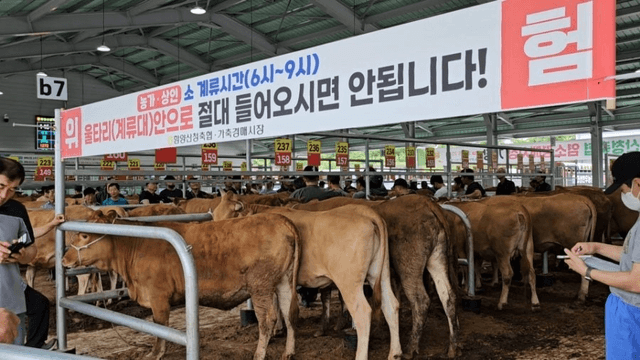 #29 [함양 한 달 살기] 함양 우시장 경매를 체험하다-11