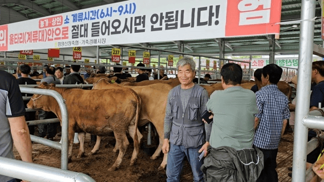 #29 [함양 한 달 살기] 함양 우시장 경매를 체험하다-12