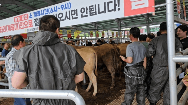 #29 [함양 한 달 살기] 함양 우시장 경매를 체험하다-13