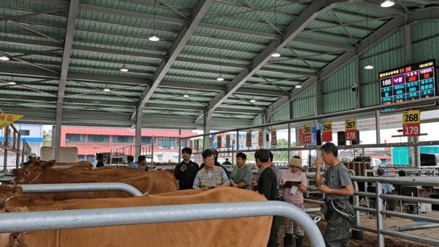 #29 [함양 한 달 살기] 함양 우시장 경매를 체험하다-14