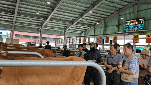 #29 [함양 한 달 살기] 함양 우시장 경매를 체험하다-15