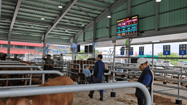 #29 [함양 한 달 살기] 함양 우시장 경매를 체험하다-16