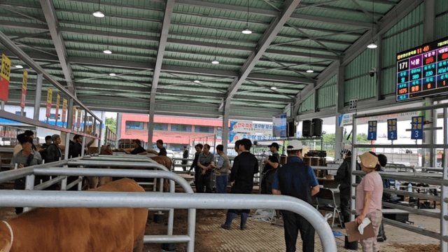 #29 [함양 한 달 살기] 함양 우시장 경매를 체험하다-17