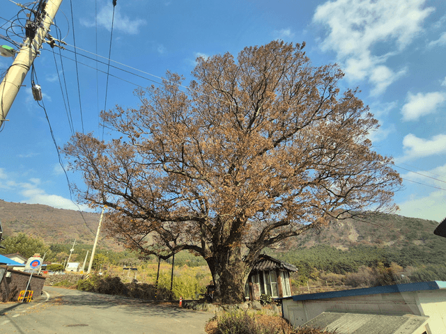어머니의 품 장흥! -0