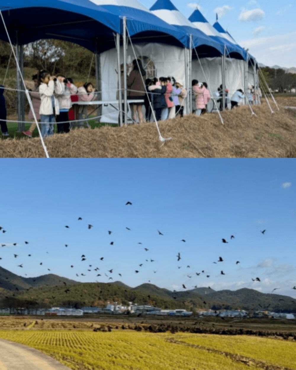 2026 고성 독수리 체험 1~2월 참가자 모집 (선착순)