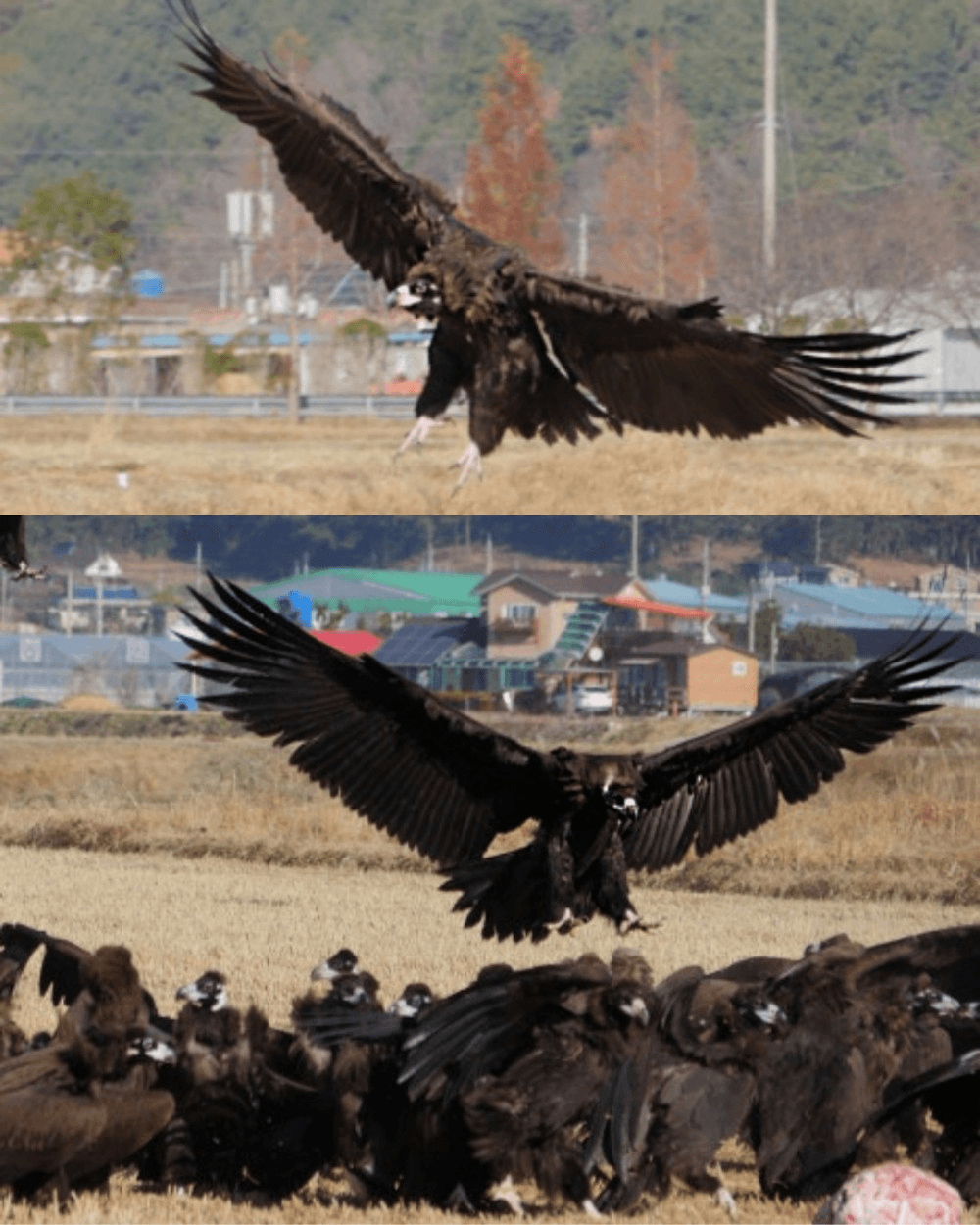 2026 고성 독수리 체험 1~2월 참가자 모집 (선착순)