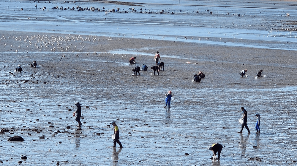(한달살러 전용혜택, 선착순) 보령 삽시도 어촌체험휴양마을 워케이션