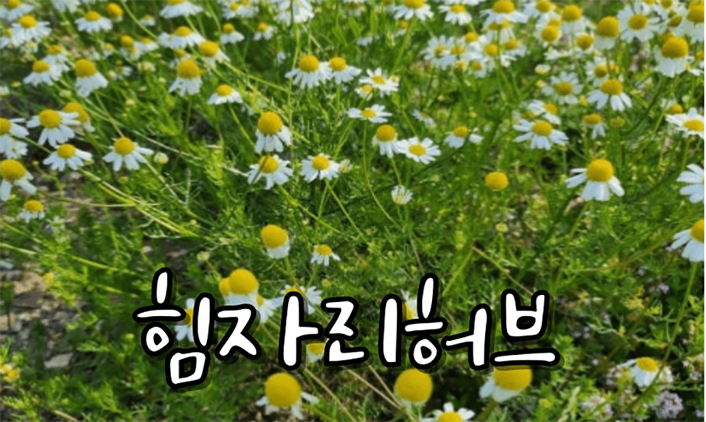 (부안) 청년·대학생 농어촌워킹홀리데이 참여자 모집 3박 4일