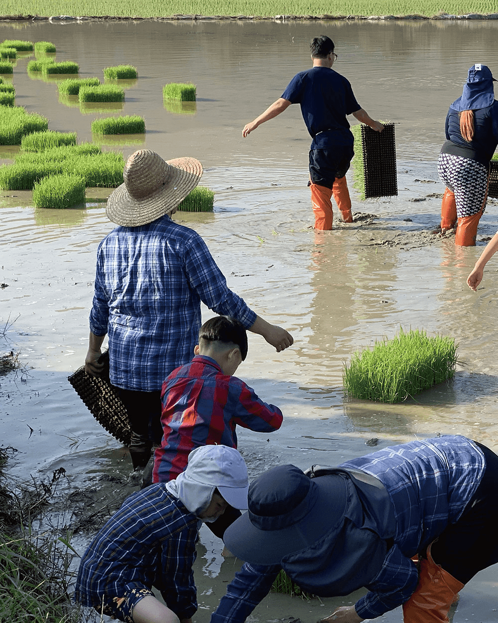 부안 K-손모내기 1박2일 체험 : 가장 한국적으로 일하고, 놀고, 먹기 (선착순 - 조기 모집종료)