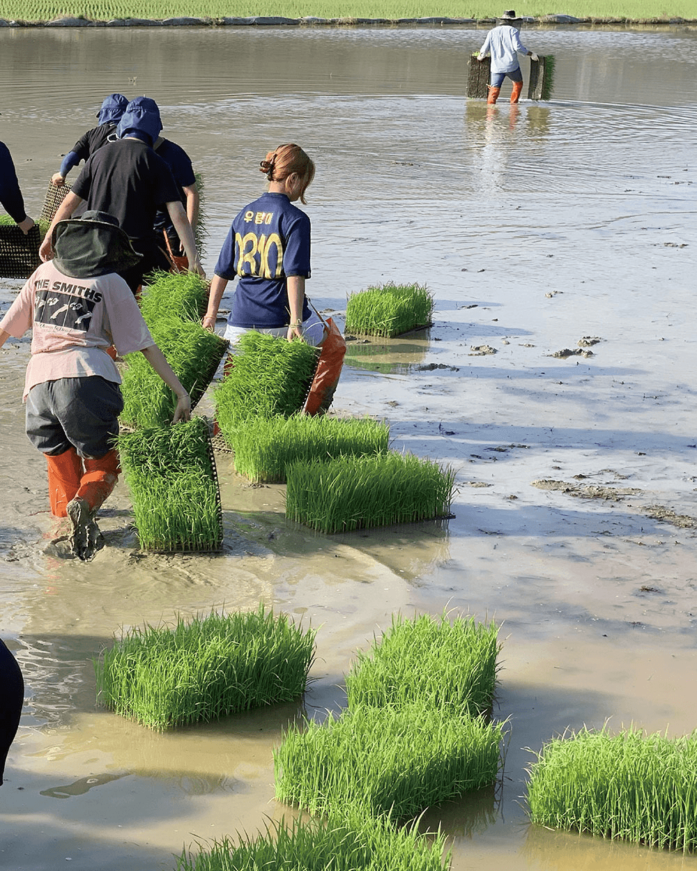 부안 K-손모내기 1박2일 체험 : 가장 한국적으로 일하고, 놀고, 먹기 (선착순 - 조기 모집종료)