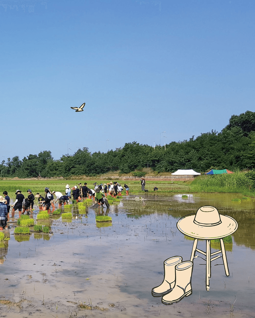 부안 K-손모내기 1박2일 체험 : 가장 한국적으로 일하고, 놀고, 먹기 (선착순 - 조기 모집종료)