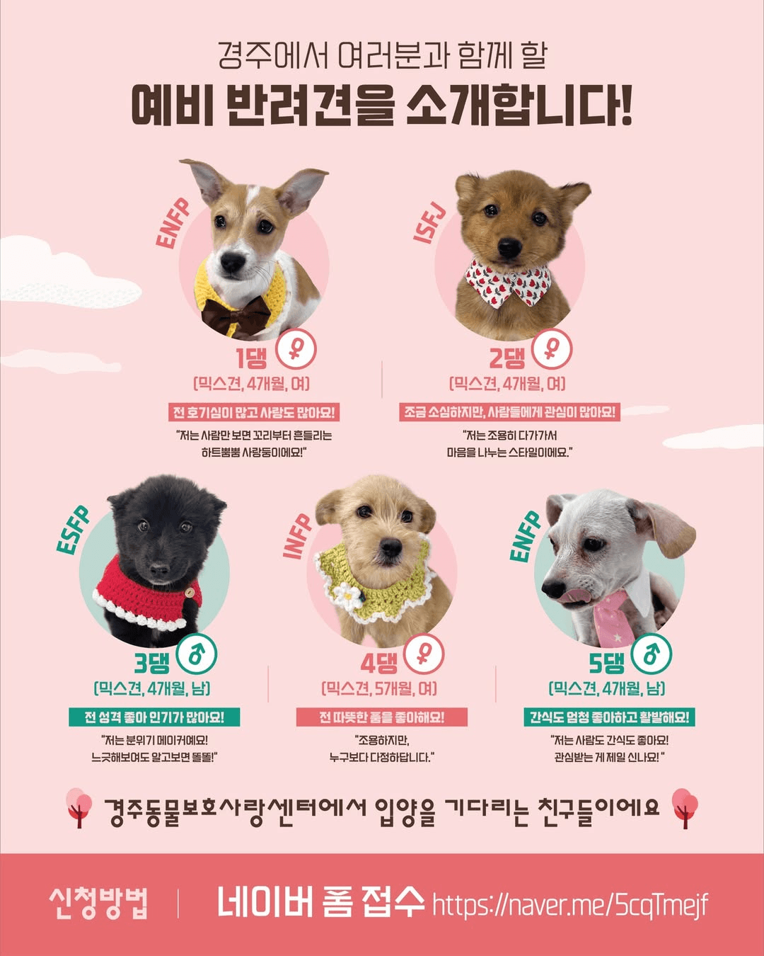 경주 댕댕여행, 새로운 가족을 만나는 특별한 여행