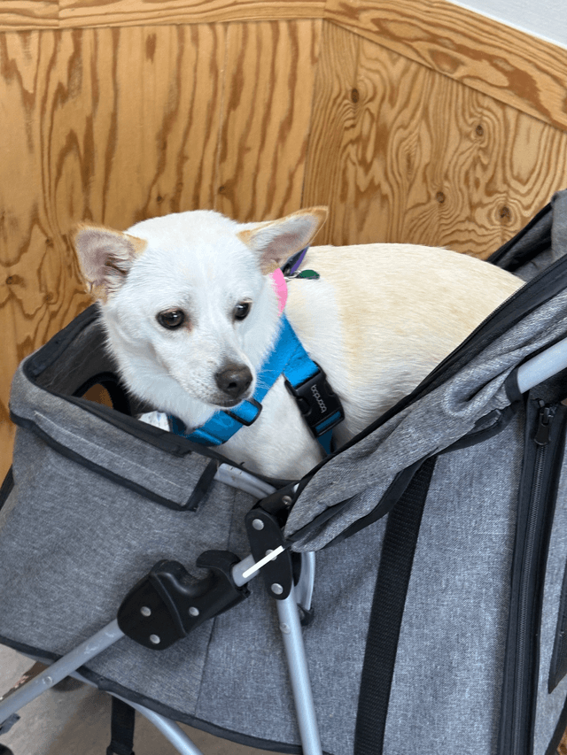 개천절 태안 후기-1