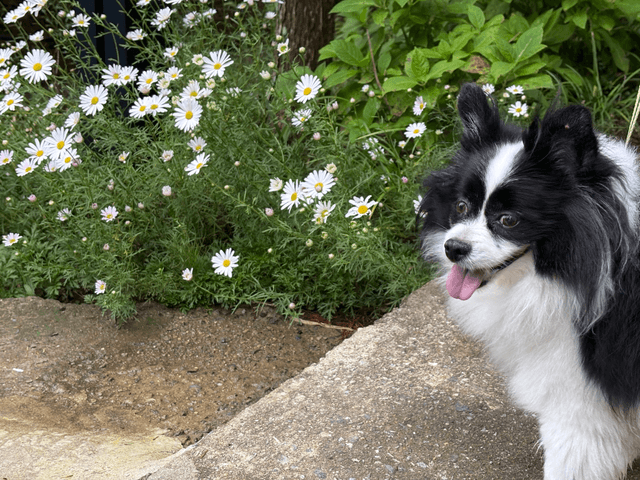 개천절 태안 후기-8